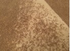 Мокетен килим ERIKA 8058 beige ЕЛИПСА