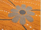Мокетен килим ERIKA 8042 orange