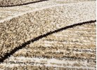 Тъкана пътека MAGNOLIA 388 beige
