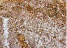 Тъкан килим SUPERSOFT 687 beige/white